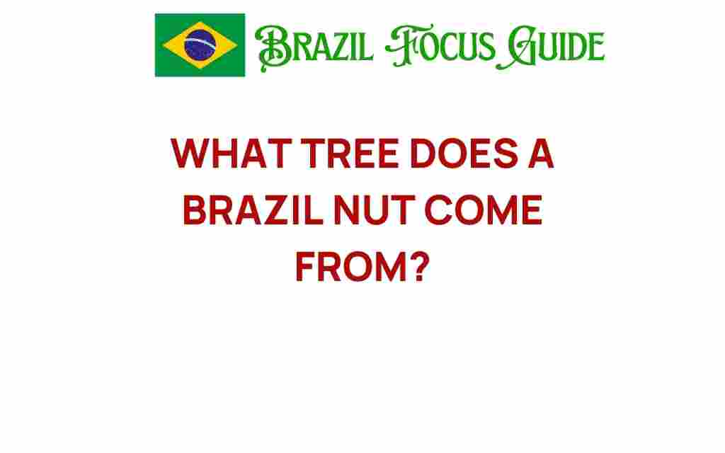 what-tree-produces-brazil-nuts